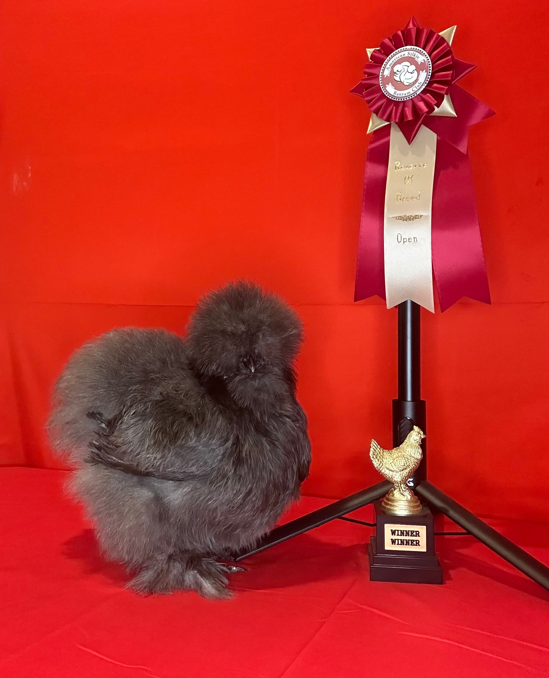 A Silkie pictured with a ribbon and trophy.