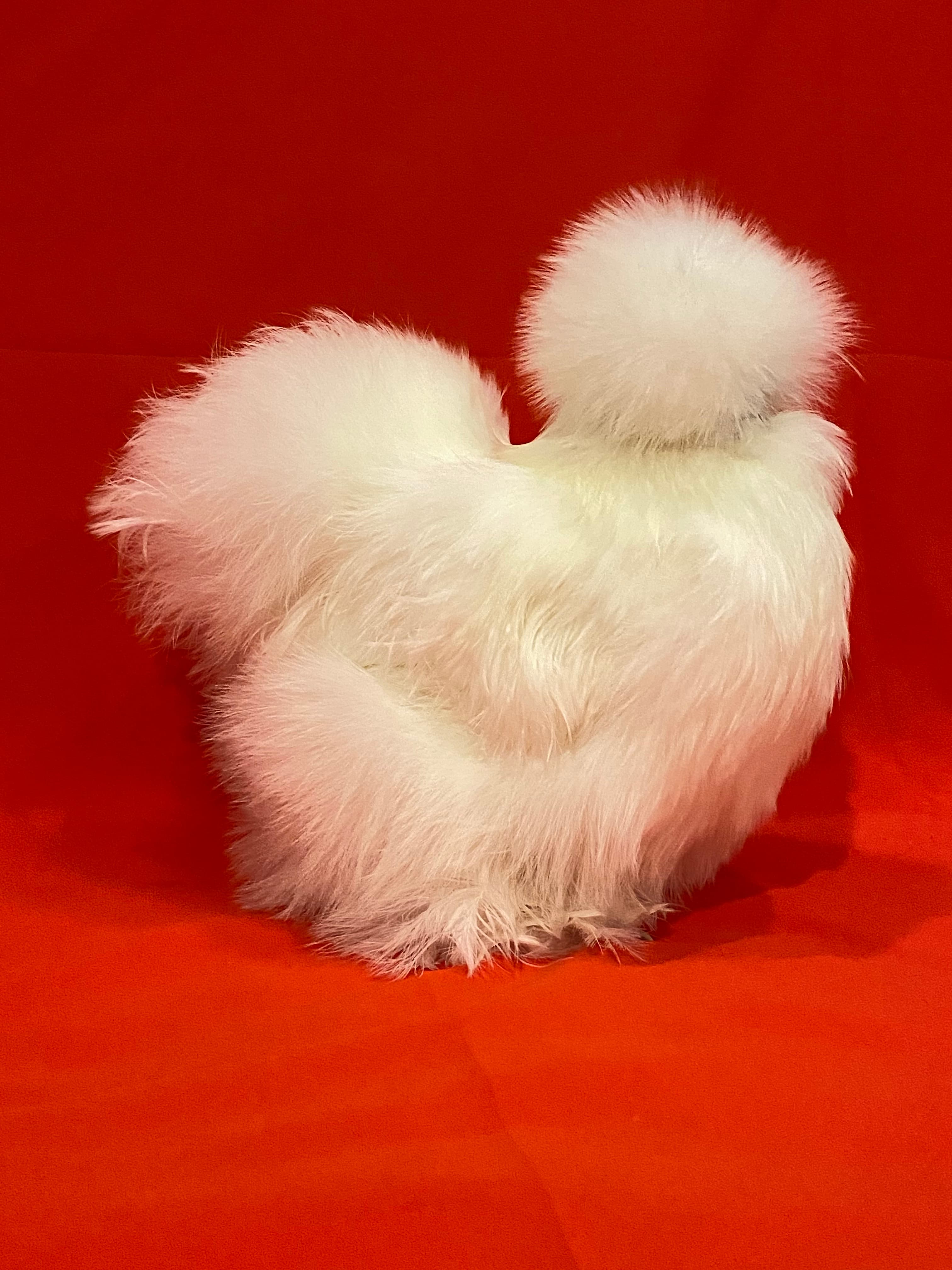 A white Silkie from Bailey’s.